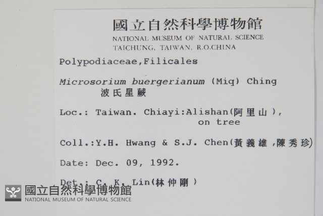 波氏星蕨藏品圖，第2張