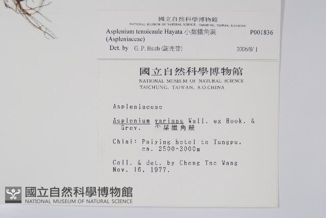 小葉鐵角蕨藏品圖，第2張