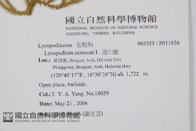 過山龍藏品圖，第2張