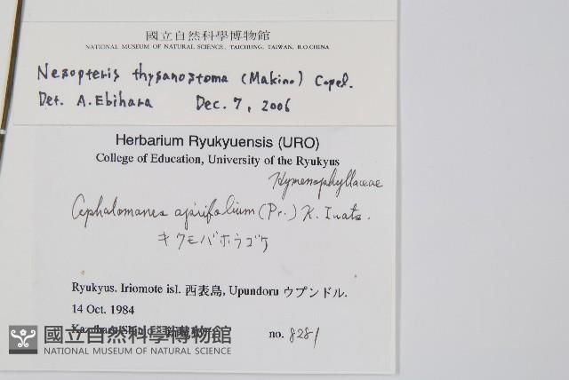 球桿毛蕨藏品圖，第2張