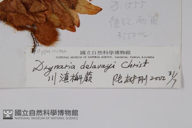 川滇槲蕨藏品圖，第2張