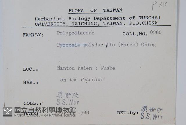 槭葉石葦藏品圖，第2張