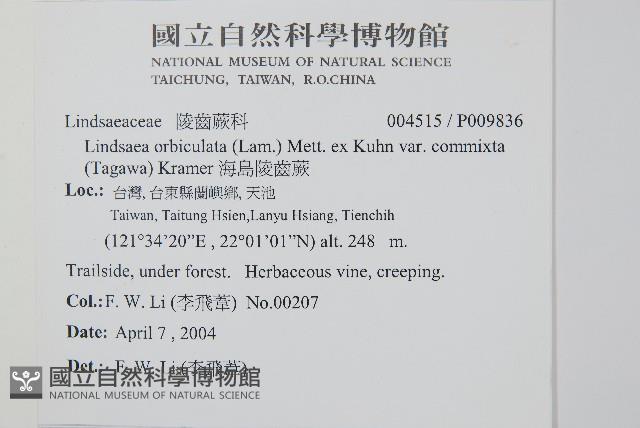 海島陵齒蕨藏品圖，第2張