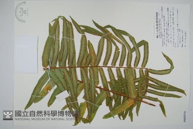 長葉腎蕨藏品圖，第1張