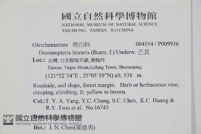 芒萁藏品圖，第2張