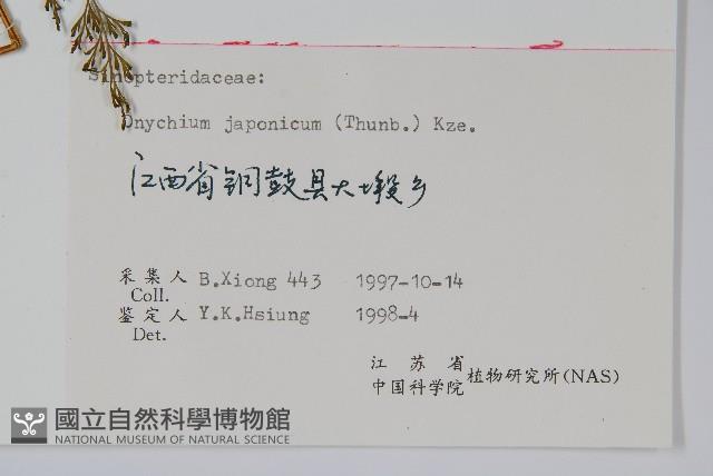 日本金粉蕨藏品圖，第1張