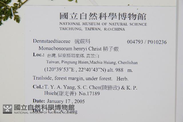 稀子蕨藏品圖，第2張