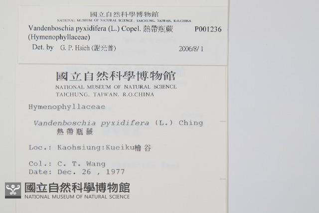 熱帶瓶蕨藏品圖，第2張