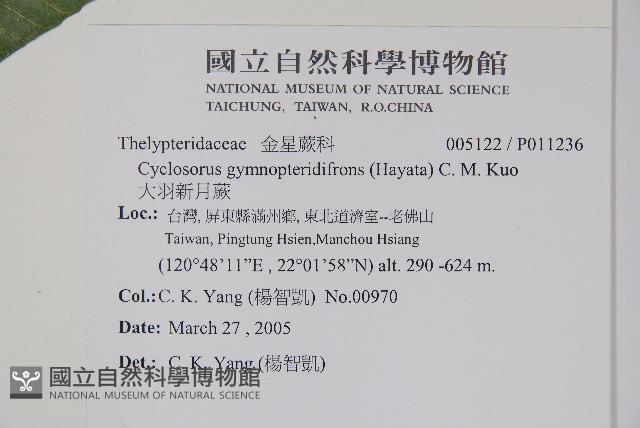 大羽新月蕨藏品圖，第2張