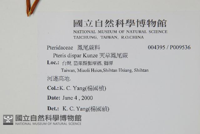 天草鳳尾蕨藏品圖，第2張