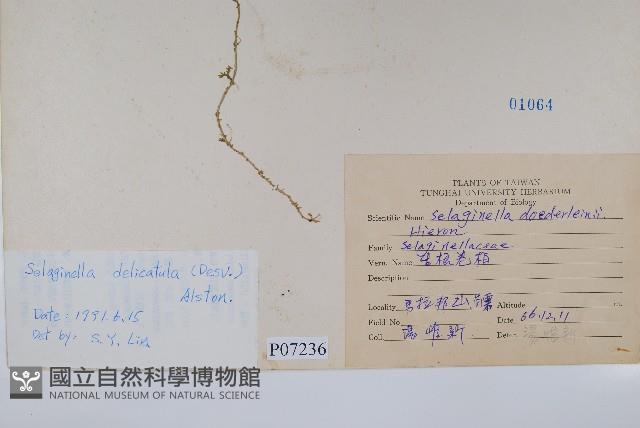 全緣卷柏藏品圖，第2張