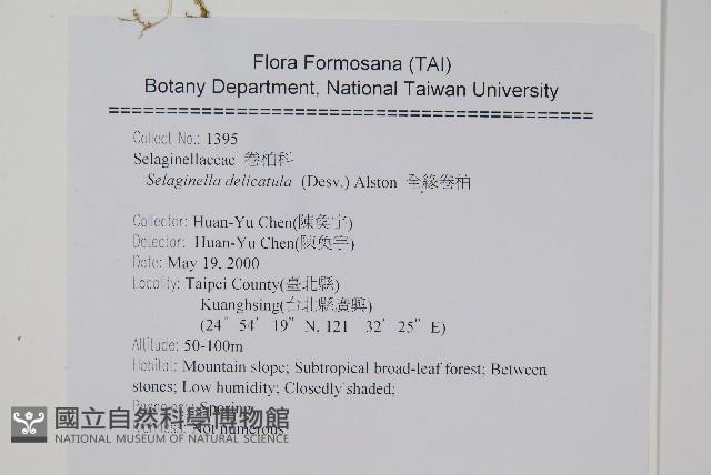 全緣卷柏藏品圖，第2張