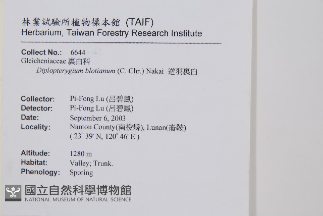 逆羽裡白藏品圖，第2張