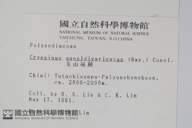 玉山茀蕨藏品圖，第2張