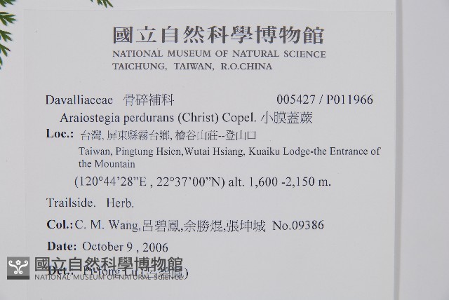 小膜蓋蕨藏品圖，第2張