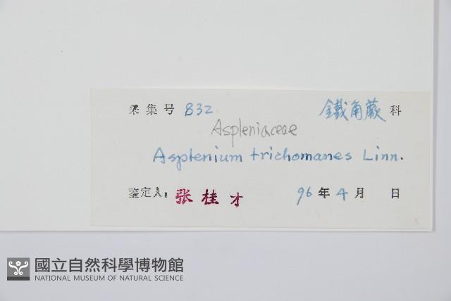 鐵角蕨藏品圖，第2張