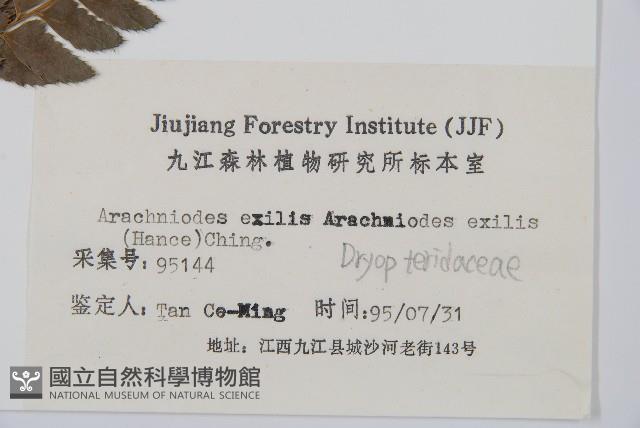 細葉複葉耳蕨藏品圖，第2張