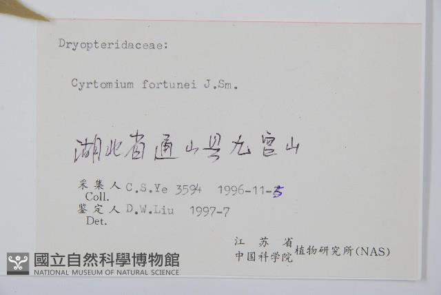 貫眾蕨藏品圖，第1張