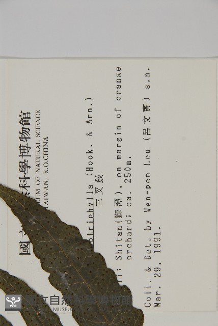 三叉蕨藏品圖，第2張
