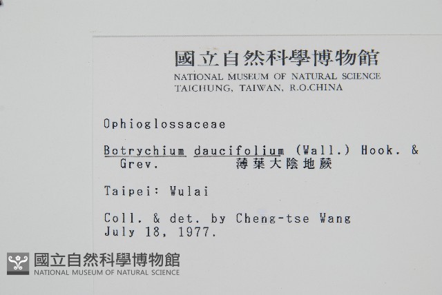 薄葉大陰地蕨藏品圖，第2張