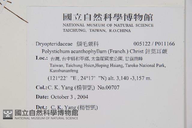 針葉耳蕨藏品圖，第2張