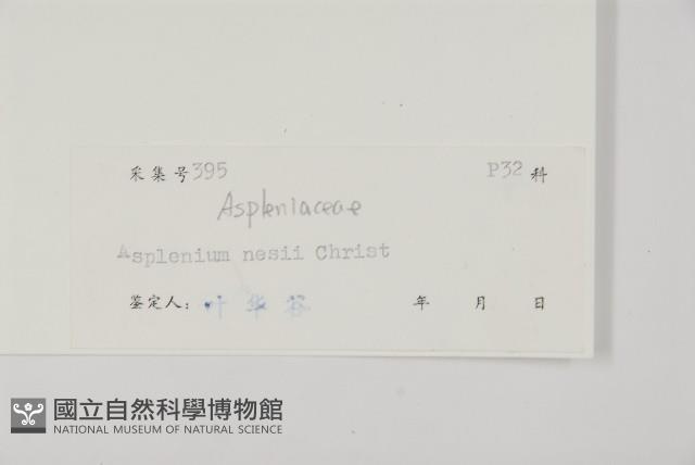 西北鐵角蕨藏品圖，第2張