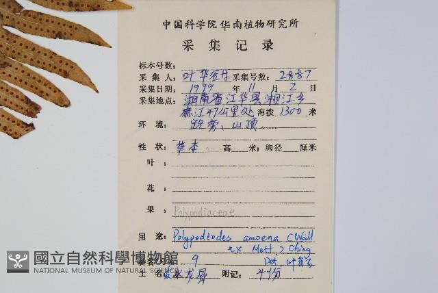 友水龍骨藏品圖，第2張