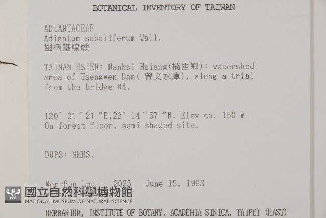 翅柄鐵線蕨藏品圖，第2張