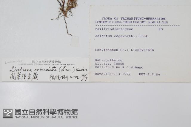 圓葉陵齒蕨藏品圖，第2張