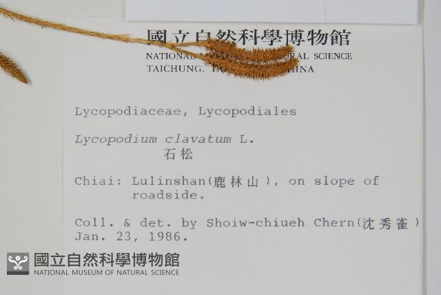 石松藏品圖，第2張