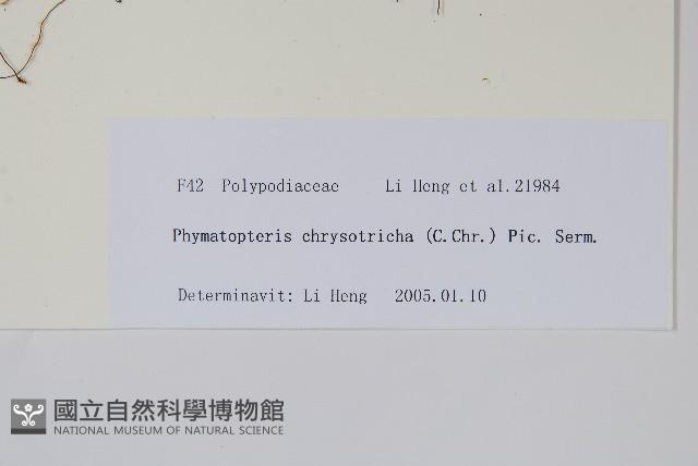 白莖假瘤蕨藏品圖，第2張