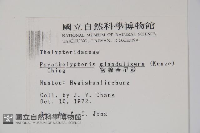 密腺副金星蕨藏品圖，第2張