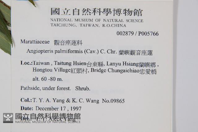 蘭嶼觀音座蓮藏品圖，第2張