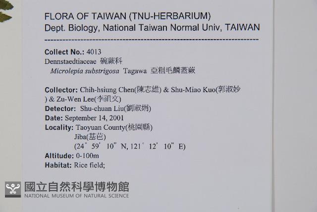 亞粗毛鱗蓋蕨藏品圖，第2張