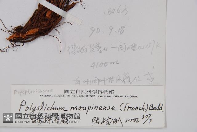 寶興耳蕨藏品圖，第2張