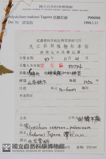 黑鱗耳蕨藏品圖，第2張