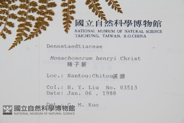 稀子蕨藏品圖，第2張