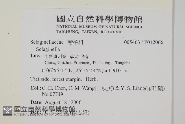 異葉卷柏藏品圖，第2張