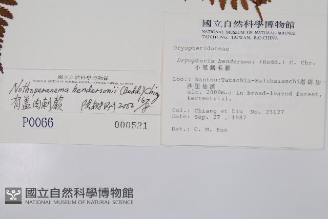 小苞鱗毛蕨藏品圖，第2張