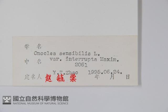 球子蕨藏品圖，第2張