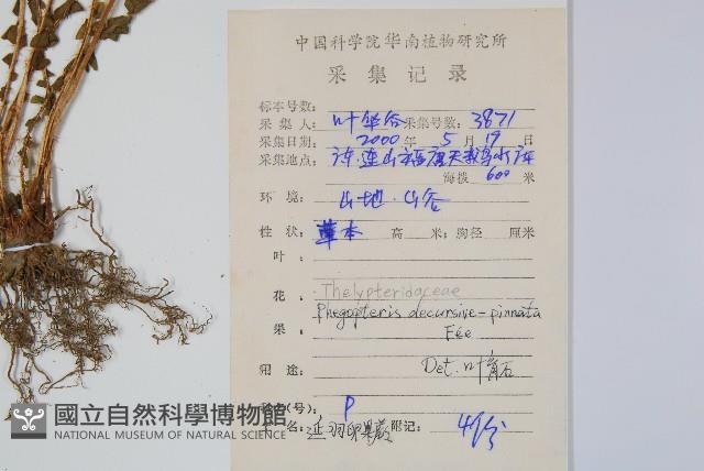 翅軸假金星蕨、短柄卵果蕨藏品圖，第2張