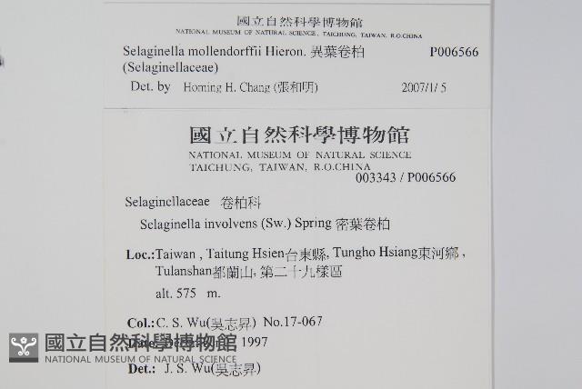 異葉卷柏藏品圖，第2張