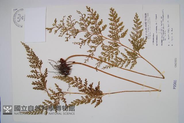 烏蕨藏品圖，第1張