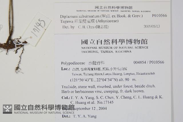 單葉雙蓋蕨藏品圖，第2張