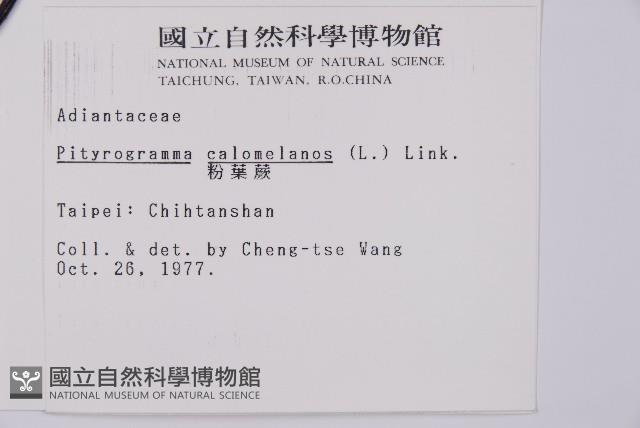 粉葉蕨藏品圖，第2張