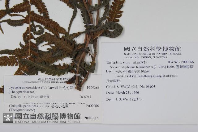 密毛毛蕨藏品圖，第2張