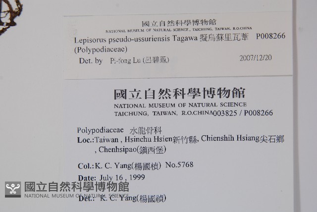 擬烏蘇里瓦葦藏品圖，第2張