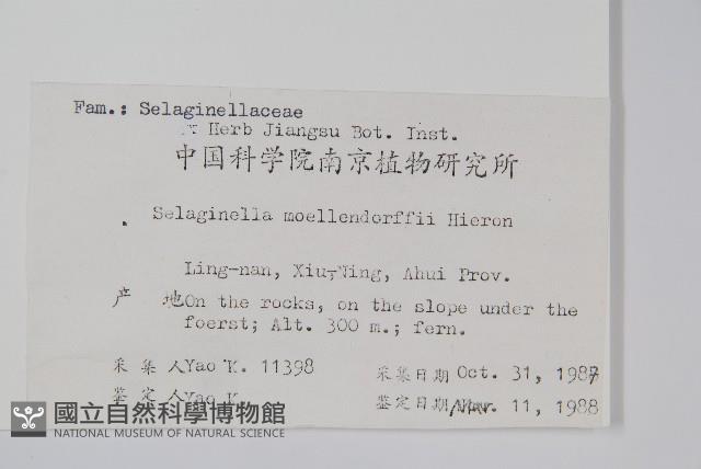 江南卷柏藏品圖，第2張