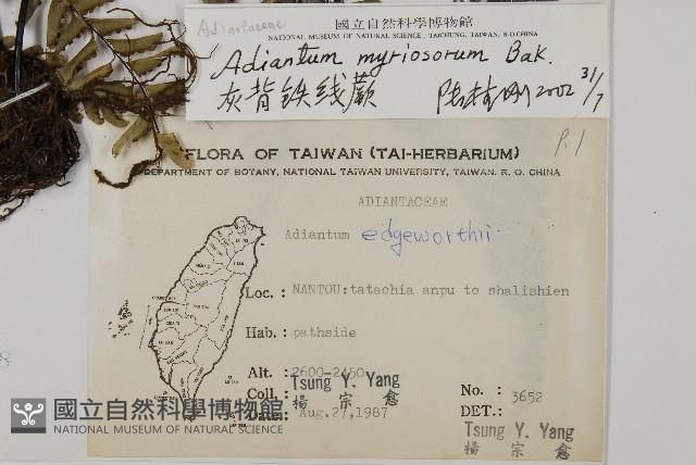 灰背鐵線蕨藏品圖，第2張