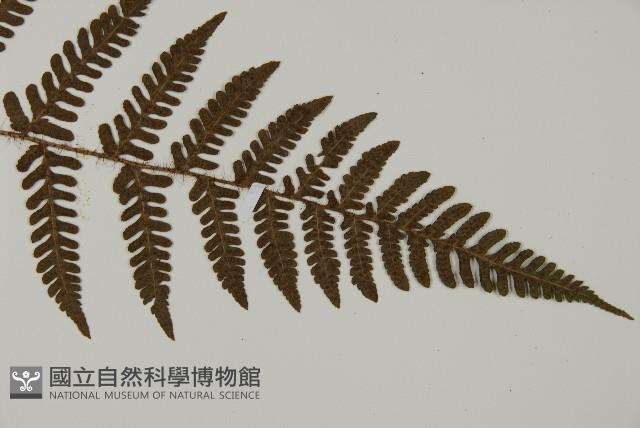 愛德氏肋毛蕨藏品圖，第2張